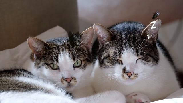 ? ВИДЕО ИГРЫ ДЛЯ КОШЕК, КОТОВ! 1 ВЫПУСК | МУХИ ЛЕТАЮТ ПО ЭКРАНУ