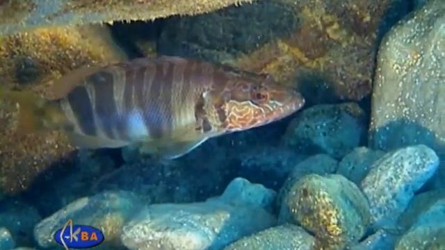 Каменный окунь.Serranus scriba.Painted Comber смотреть онлайн