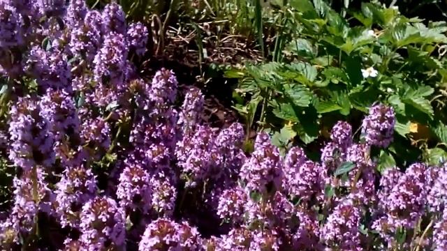 Богородская трава. Чабрец. смотреть онлайн