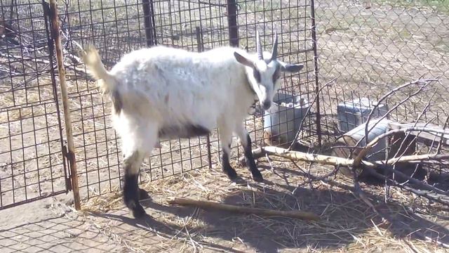 Козочка Милка в день окота. смотреть онлайн