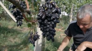 Виноград кишмиш Аватар 2021.Урожай двухлетнего куста.