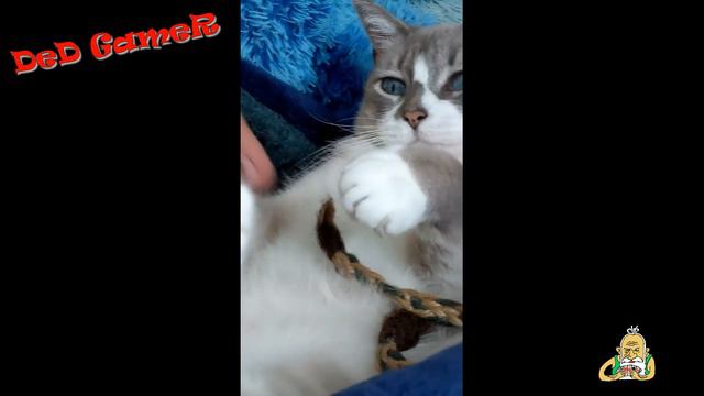 Прикольные и милые животные#34 смотреть онлайн