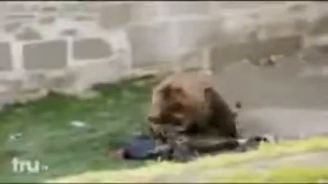Как медведь растерзал человека смотреть онлайн
