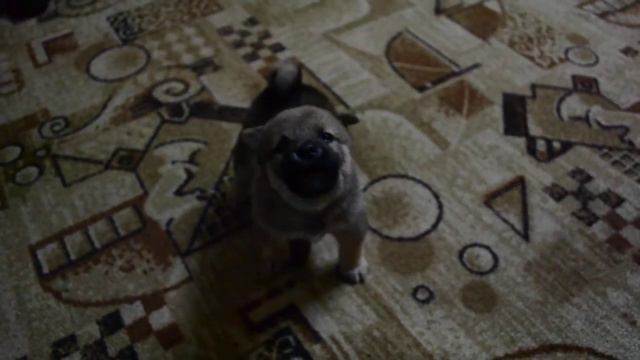 Персик воет :D сиба ину смотреть онлайн