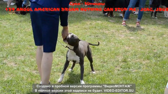 Выставка САС-UA "Харкiвське лiто". Судья Татьяна Борисова. г. Харьков. 20.06 2021. смотреть онлайн