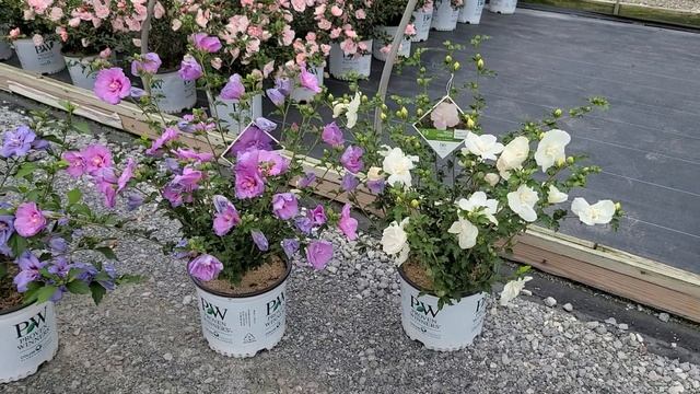 Hibiscus White, Lavender, Blue & Pink Chiffon // AMAZING? Rose Of Sharon Shrubs from Proven Winners смотреть онлайн