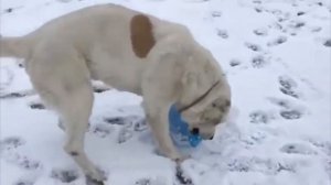 АЛАБАЙ ПРОТИВ ТИГРА