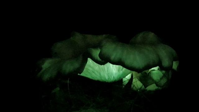 Bioluminescent Mushrooms - Blackbutt Reserve