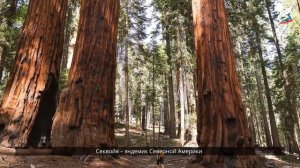 Особенности природы Северной Америки. Равнинные районы Северной Америки. Горы Северной Америки