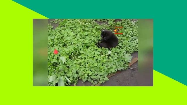 Свой мир пушистых созданий котики Your own world of furry creatures cats смотреть онлайн