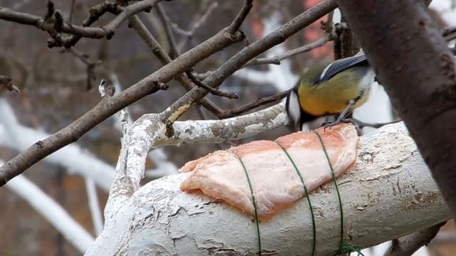 Синичка, зимой, кушает "подвешенное" сало смотреть онлайн