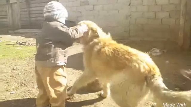 Любовь к животным! смотреть онлайн