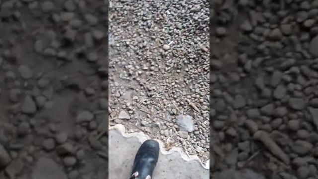 замена отопителя приора смотреть онлайн