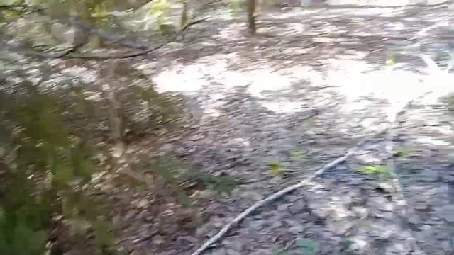 Пошли за грибами в лес! Грибы берегитесь! смотреть онлайн