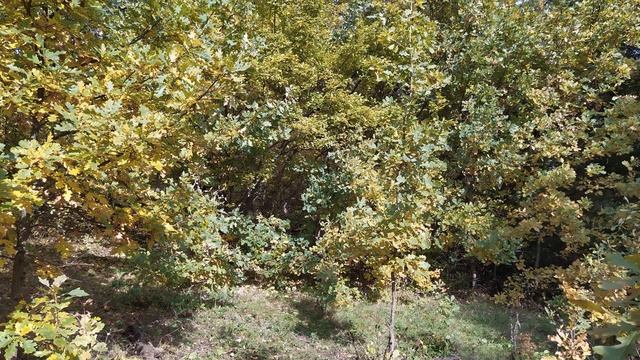 1ноября/ДЕНЬ ИВАНА/Проводы ОСЕНИ/Встреча ЗИМЫ/Приметы смотреть онлайн