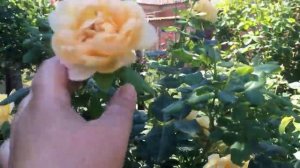 Роза Голден Селебрейшн, английская роза в моем саду. Описание сорта.