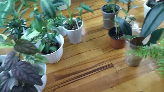Комнатные растения .Пора пересаживать. смотреть онлайн