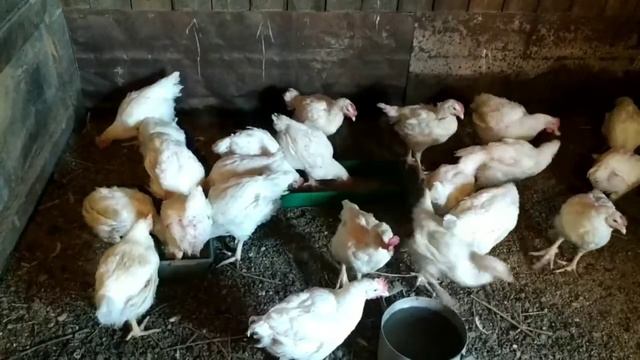 Вершки и корешки .Козочкам полгода .Козы .Деревенская жизнь . смотреть онлайн