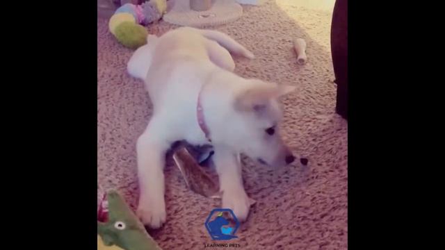 Labrador Husky Mix Dog Breed | Labsky |Labrador Husky