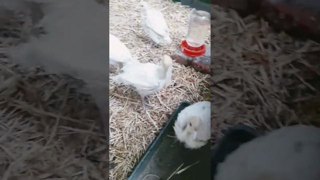 Индюшки Биг 6, три недели смотреть онлайн