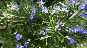 Розмарин польза, вред, и противопоказания