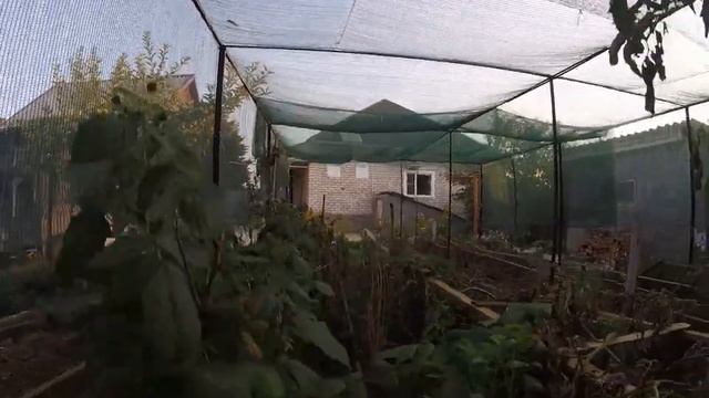 10. Грядки Хольцера после жары в августе смотреть онлайн
