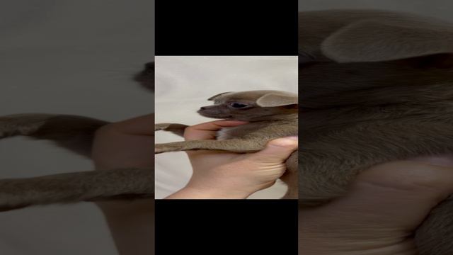 Лиловая мини девочка смотреть онлайн