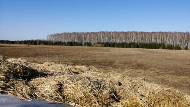 Сенаж// вскрытия бурта// сохранность смотреть онлайн