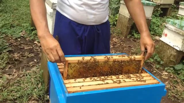 Пасечник на Филиппинах. Beekeeping In The Philippines