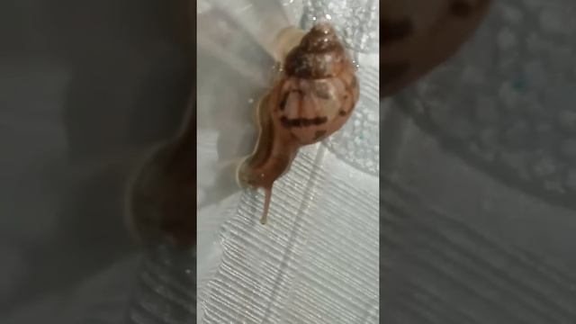 Моё домашнее животное смотреть онлайн