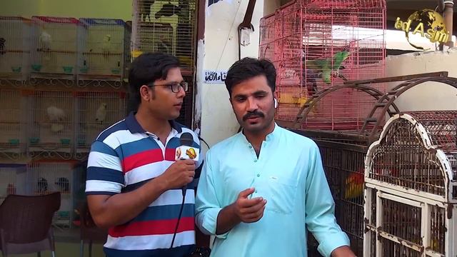 Saddar Exotic Birds Market 11-10-20 Eagle Falcon Parrots and Rare Beautiful Birds Updates Video смотреть онлайн