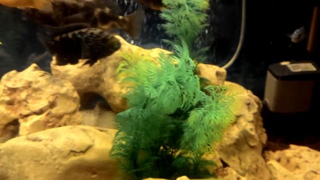 Восьмиполосая цихлазома/Цихлазома пчёлка/Биоцелатум. Cichlasoma octofasciatum смотреть онлайн