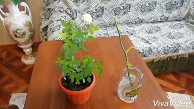 Розы в доме смотреть онлайн