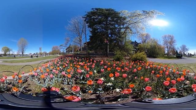 Pretty Princess & Princess Irene | 360 Video | Canadian Tulip Festival
