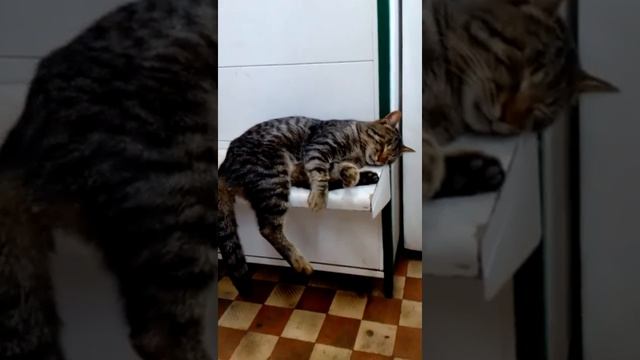 Отдых сторожа в магазине смотреть онлайн