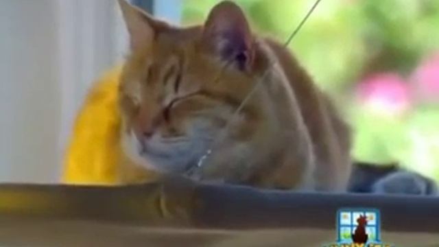 Гамак для кошек - Sunny Seat смотреть онлайн