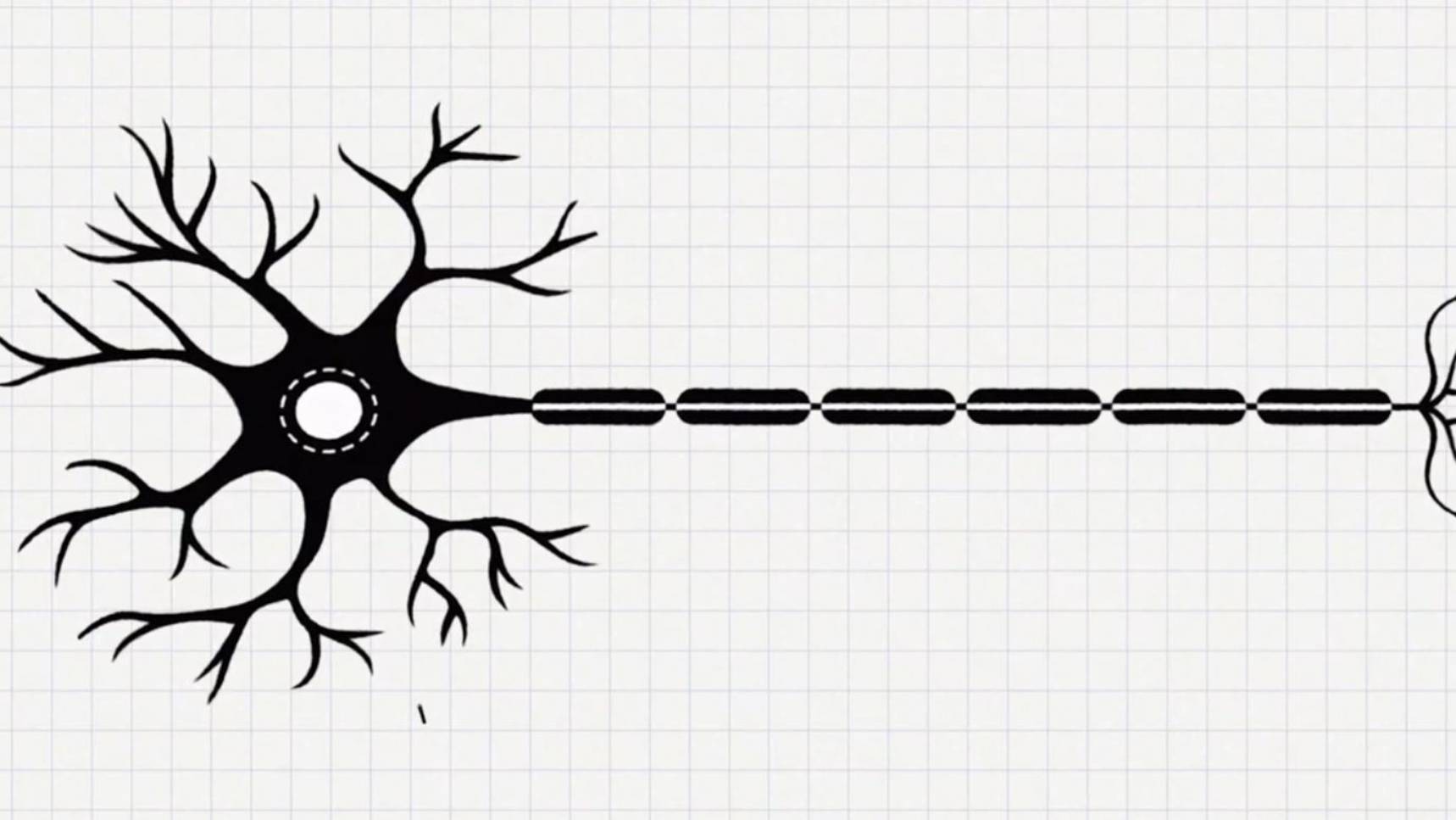 Нейрон - строение, функции, виды. Синапсы смотреть онлайн