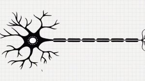 Нейрон - строение, функции, виды. Синапсы