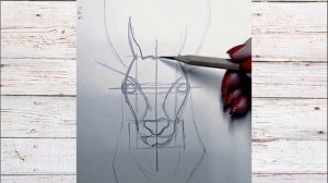 Как нарисовать оленя новичку.Рисуем животных.Как научиться рисовать .Рисуем оленя простым карандашо