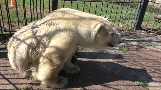 Gulya (Гуля) the Polar Bear in the morning before feeding, at Bolsherechye Zoo, Russia смотреть онлайн