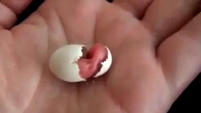 как рождаются попугаи смотреть онлайн