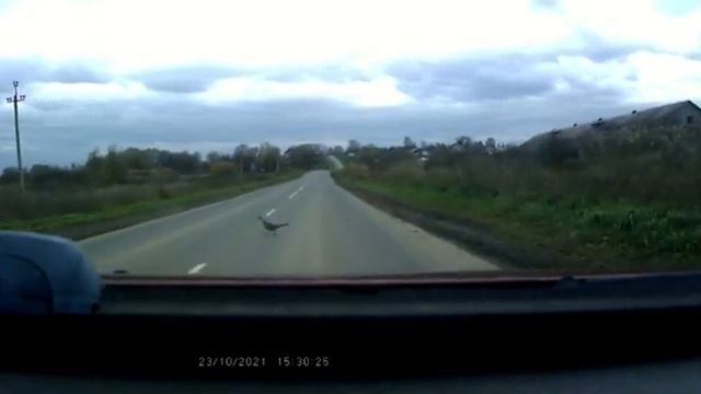 Фазаны у нас не водятся смотреть онлайн