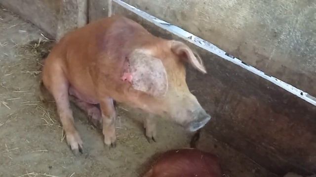 работы очень много! утки опять сели! смотреть онлайн