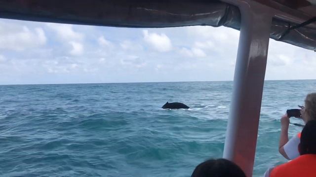 Горбатые киты в доминикана смотреть онлайн