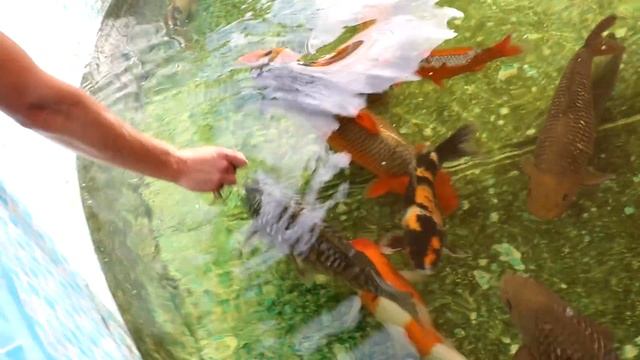 Jaws Attack On Colorful fish In My Aquarium! смотреть онлайн