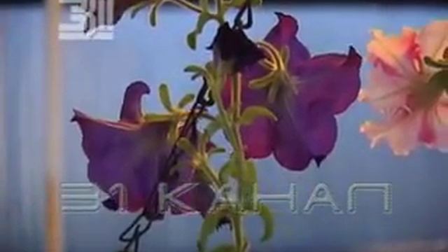 Фен-шуй дачного участка. Загородный дом по фен-шуй смотреть онлайн
