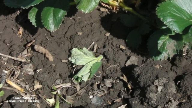 ЛИСТЬЯ КЛУБНИКИ КАК БУДТО СРЕЗАНЫ КТО ВРЕДИТ ? смотреть онлайн