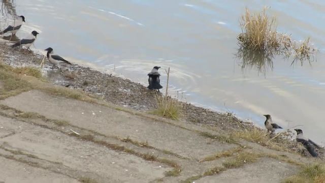 Купание ворон в Томи(Кемерово) смотреть онлайн