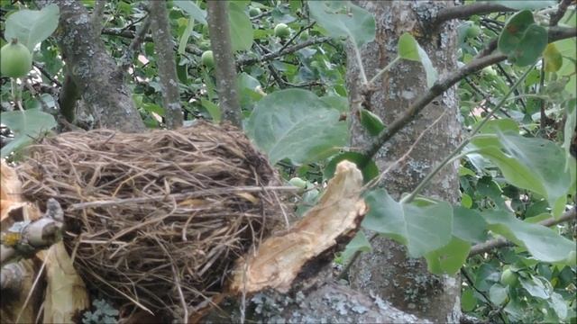 Птенцы дрозда в моём саду (Fieldfare nest) смотреть онлайн
