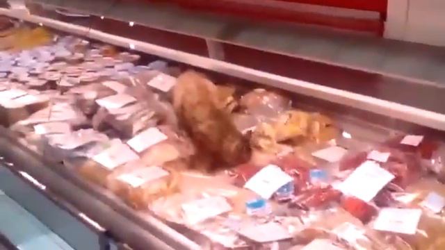 Кот в аэропорту Владивостока сожрал продуктов на 60 000 смотреть онлайн
